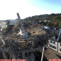 19_10-nest.jpg