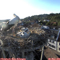 19_15-nest.jpg