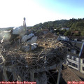 19_20-nest.jpg