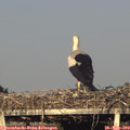 19_25-mast.jpg