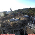 19_25-nest.jpg