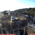19_30-nest.jpg