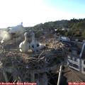 19_35-nest.jpg