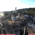 19_40-nest.jpg