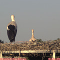 19_45-mast.jpg