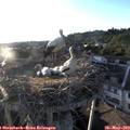 19_45-nest.jpg