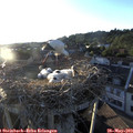 19_55-nest.jpg