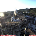 20_00-nest.jpg