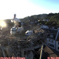 20_05-nest.jpg