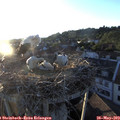 20_10-nest.jpg