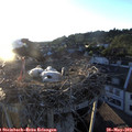 20_15-nest.jpg