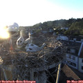20_20-nest.jpg