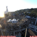 20_25-nest.jpg