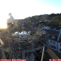 20_30-nest.jpg