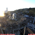 20_35-nest.jpg