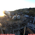 20_40-nest.jpg