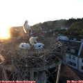 20_50-nest.jpg