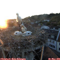 20_55-nest.jpg