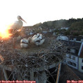 21_00-nest.jpg