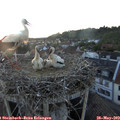 21_05-nest.jpg