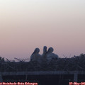 05_30-mast.jpg