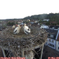 05_30-nest.jpg