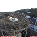 05_35-nest.jpg
