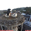 05_40-nest.jpg