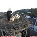 05_45-nest.jpg
