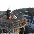 05_50-nest.jpg