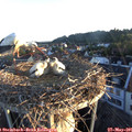 05_55-nest.jpg