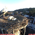 06_00-nest.jpg
