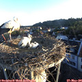 06_05-nest.jpg