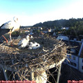 06_10-nest.jpg