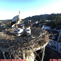 06_15-nest.jpg