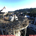 06_20-nest.jpg