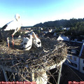 06_25-nest.jpg