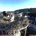 06_40-nest.jpg