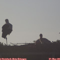 06_50-mast.jpg