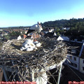 07_05-nest.jpg