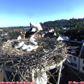 07_20-nest.jpg