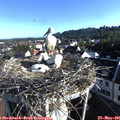 07_30-nest.jpg