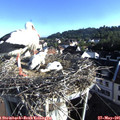 07_40-nest.jpg