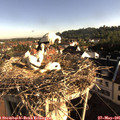 07_45-nest.jpg