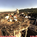 07_55-nest.jpg