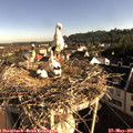 08_00-nest.jpg