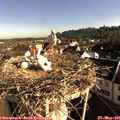 08_05-nest.jpg