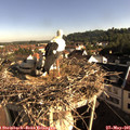 08_10-nest.jpg