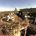 08_15-nest.jpg