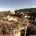 08_20-nest.jpg